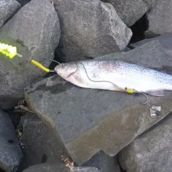 Black Cat U-Float "Tree" Geel -HENGELS WINKEL 7xh7m2mwl5wo2z6jqqzxpb2aejqcbpp5