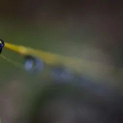 Black Cat Solid Fun Yellow 1.70m 30-180g -HENGELS WINKEL dmhawafnnbywhcr4x2jp7z5tnc6umof2 scaled 1