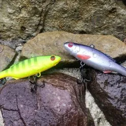 Black Cat BC Vibe Fire Tiger -HENGELS WINKEL epffogxxm2utggltdwiyhlhhb6h3jsjw scaled 1